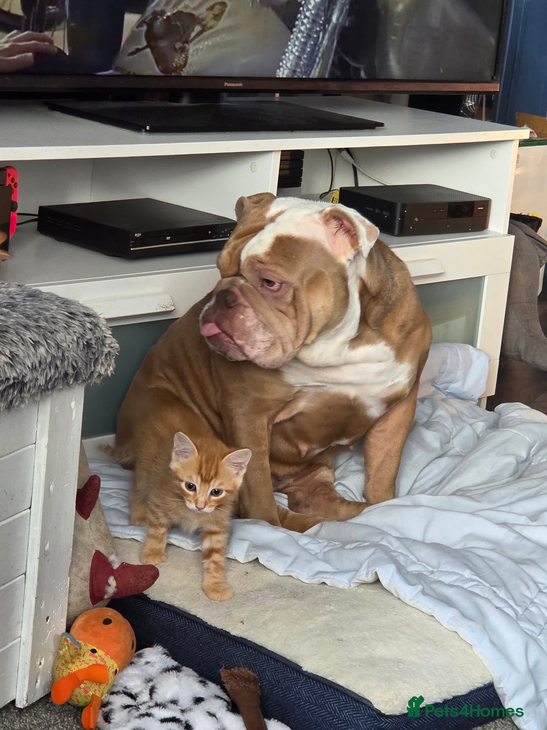 Mixed Breed cats for sale: 4 BEAUTIFUL KITTENS  - Image 13