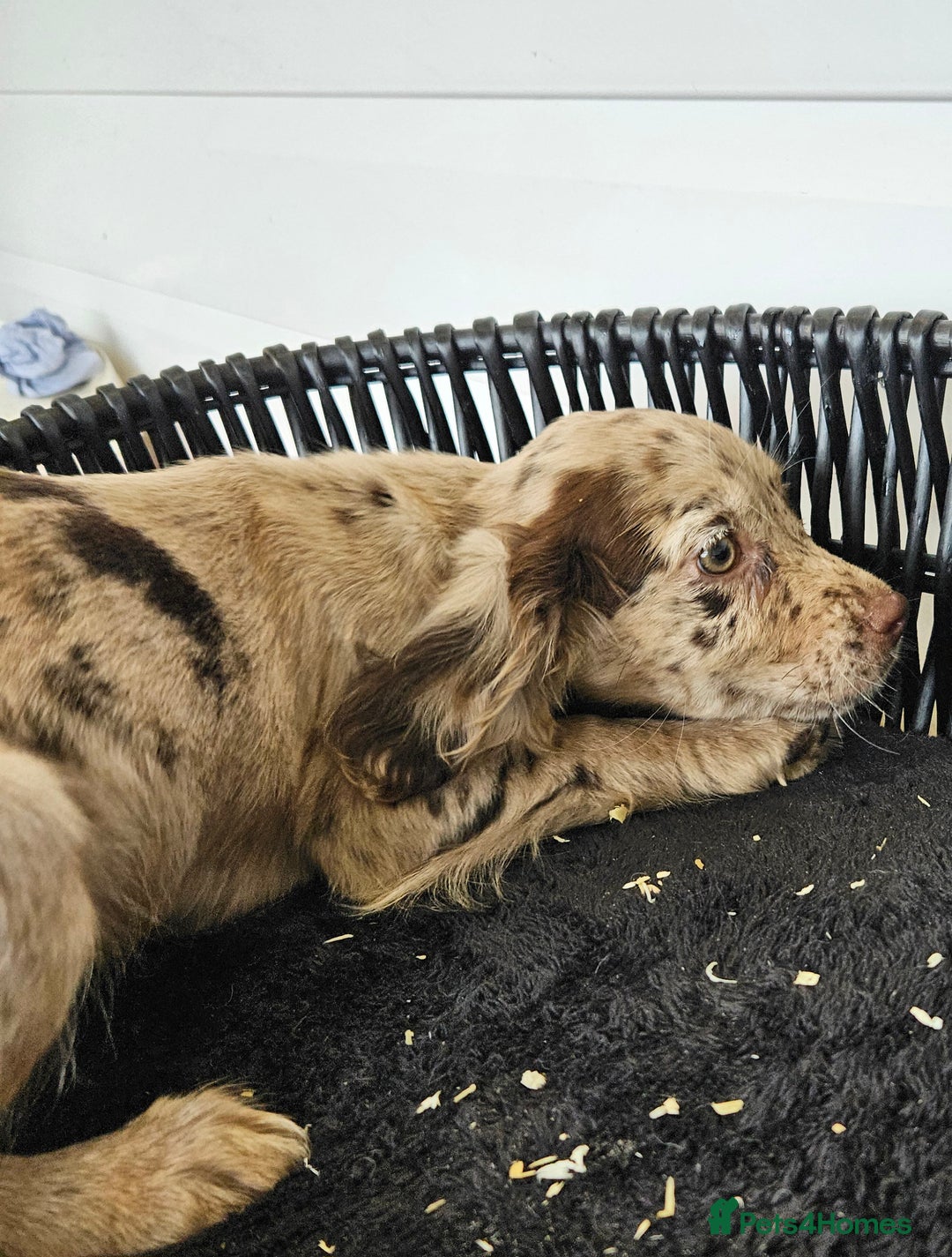 Cocker Spaniel dogs for sale: Working type rare marking cocker spaniels - Advert 14