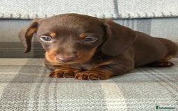 Miniature Dachshund dogs for sale: Top quality mini smooth dachshunds - Image 1