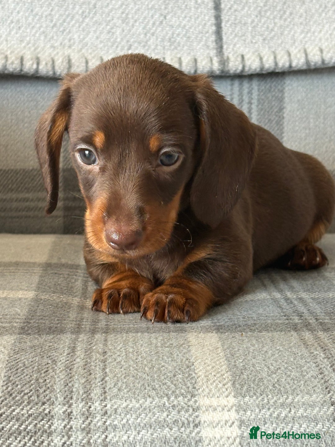 Miniature Dachshund dogs for sale: Top quality mini smooth dachshunds - Image 1