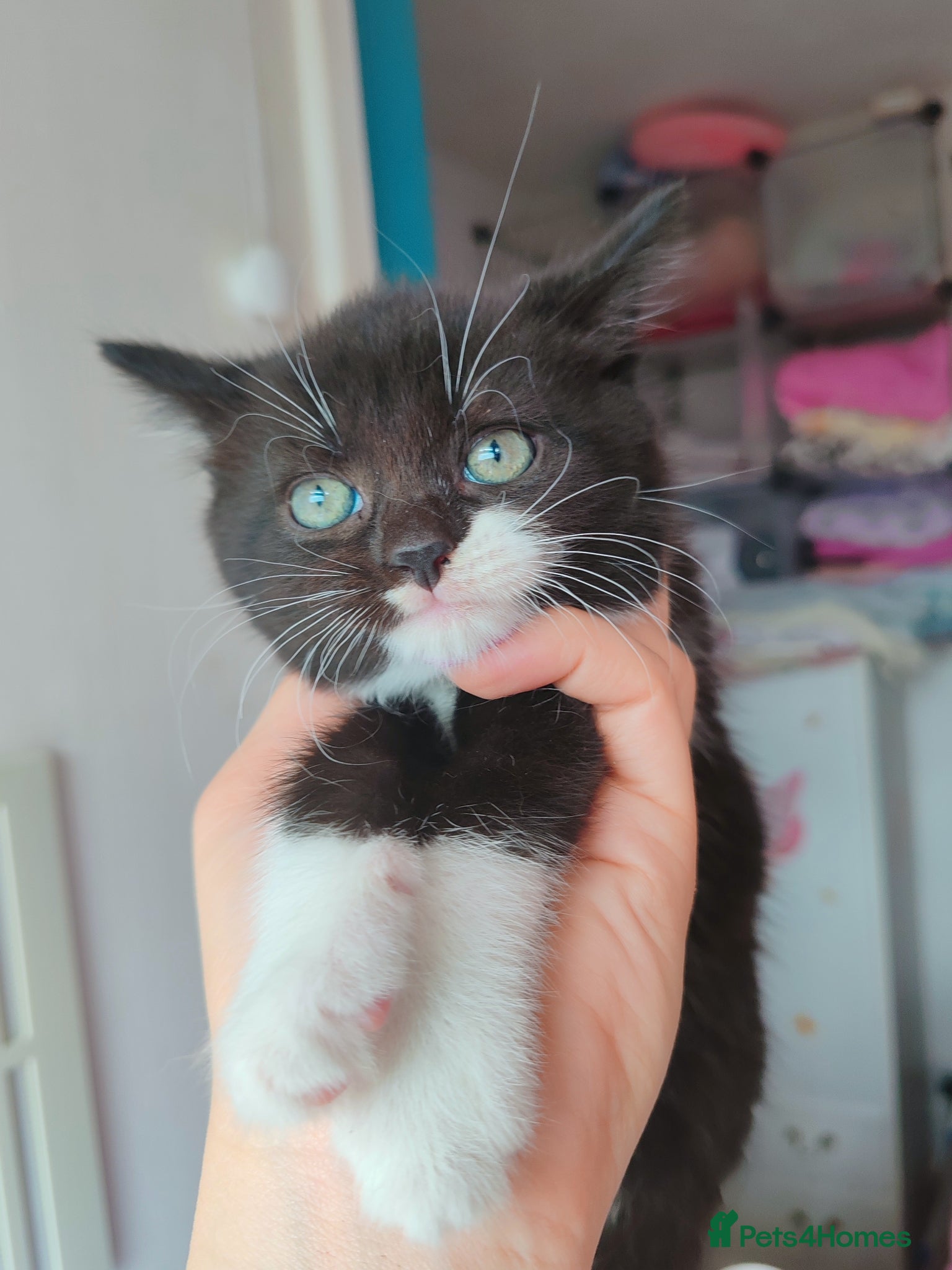 Mixed Breed cats Lovely kittens  - Advert 1