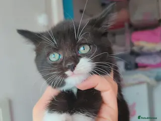 Mixed Breed cats Lovely kittens - Advert 1