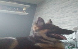 German Shepherd dogs for sale: German shepherd x Belgium malinois  - Image 1