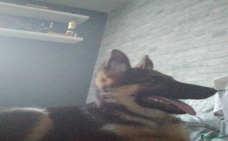 German Shepherd dogs - Advert 1
