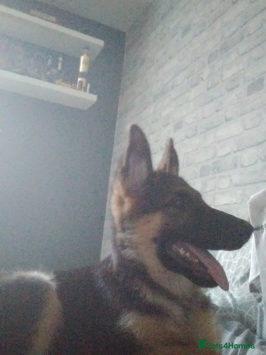 German Shepherd dogs for sale: German shepherd x Belgium malinois  - Image 1