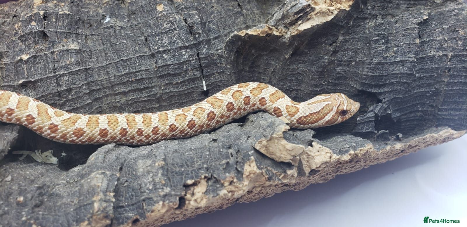 Snake reptiles Western hognose babies mixed sexes & morphs £160ea - Advert 2