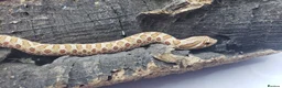 Snake reptiles for sale: Western hognose babies mixed sexes & morphs £160ea - Advert 1