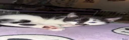 Mixed Breed cats for sale: 2 Gorgeous Ragdoll Cross Kittens  - Advert 9