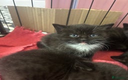 British Shorthair cats for sale: British Shorthair kittens for sale - Image 5