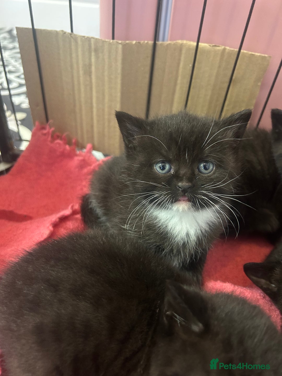 British Shorthair cats for sale: British Shorthair kittens for sale - Image 5