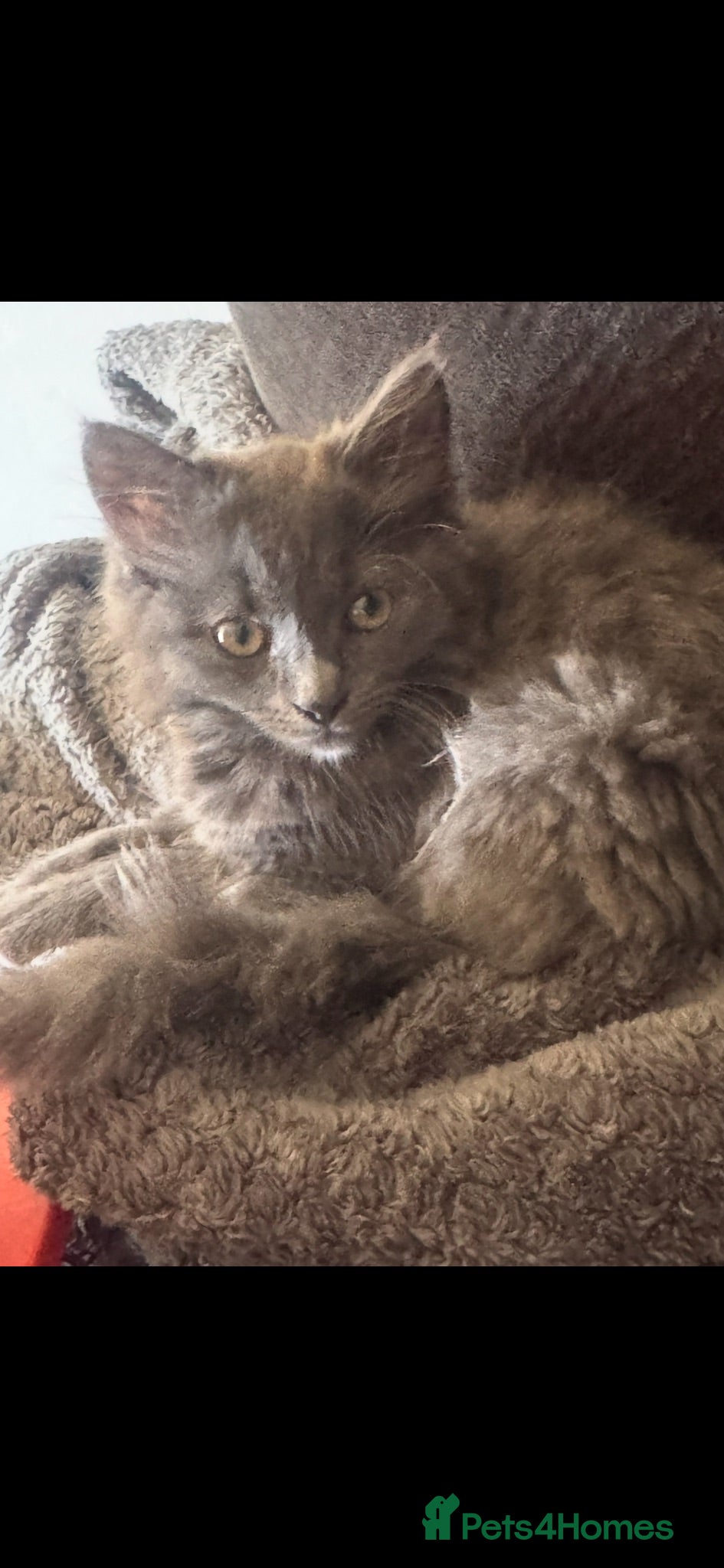 Maine Coon cats Kitten - Advert 15