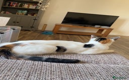Mixed Breed cats for sale: Adorable Half-Manx Kittens 🐾 - Image 29
