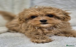Maltipoo dogs for sale: Beautiful Teddy Bear Asian/Korean Maltipoo Puppy - Image 7