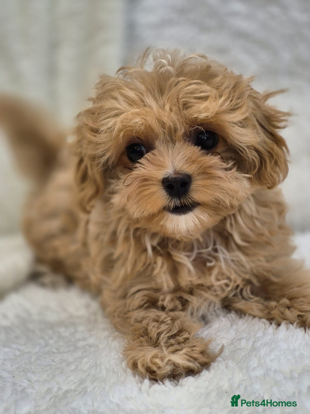 Maltipoo dogs for sale: Beautiful Teddy Bear Asian/Korean Maltipoo Puppy - Image 7