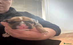 Mixed Breed dogs for sale: Chunky boys - Advert 25