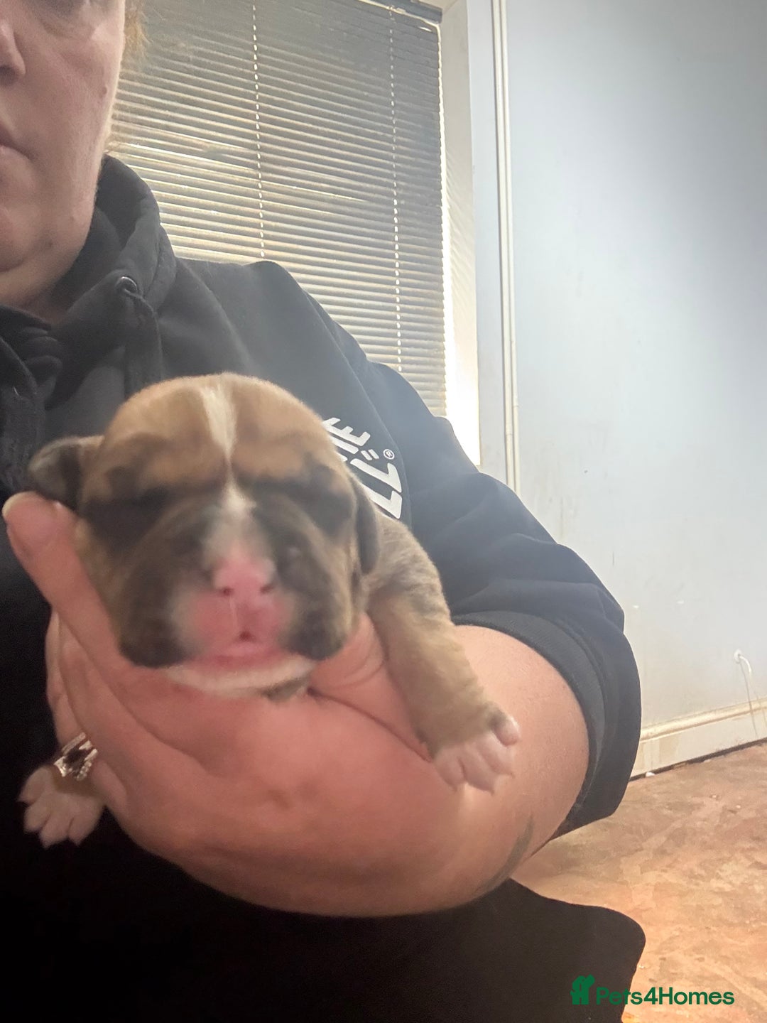 Mixed Breed dogs for sale: Chunky boys - Advert 25