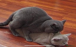 British Shorthair cats for stud: 🐾 Leo – Stunning GCCF BSH Stud Available Now 🐾 in Birmingham - Image 6