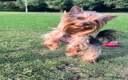 Yorkshire Terrier dogs for sale: 💔 Heartbreaking Sale of Our Beloved Chicky 💔 - Image 1
