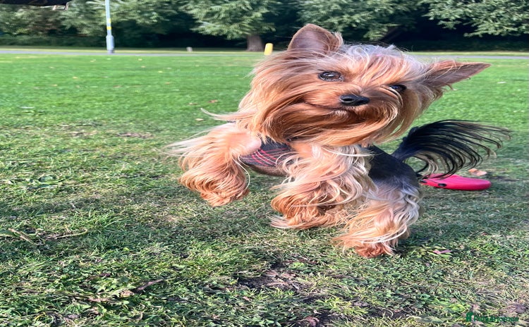 Yorkshire Terrier dogs - Advert 1
