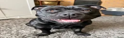 Staffordshire Bull Terrier dogs for stud: Our gorgeous Staffordshire bull terrier Dennis  - Advert 5