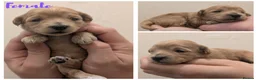 Maltipoo dogs for sale: F1 Apricot & Cream Maltipoo Puppies - Advert 11