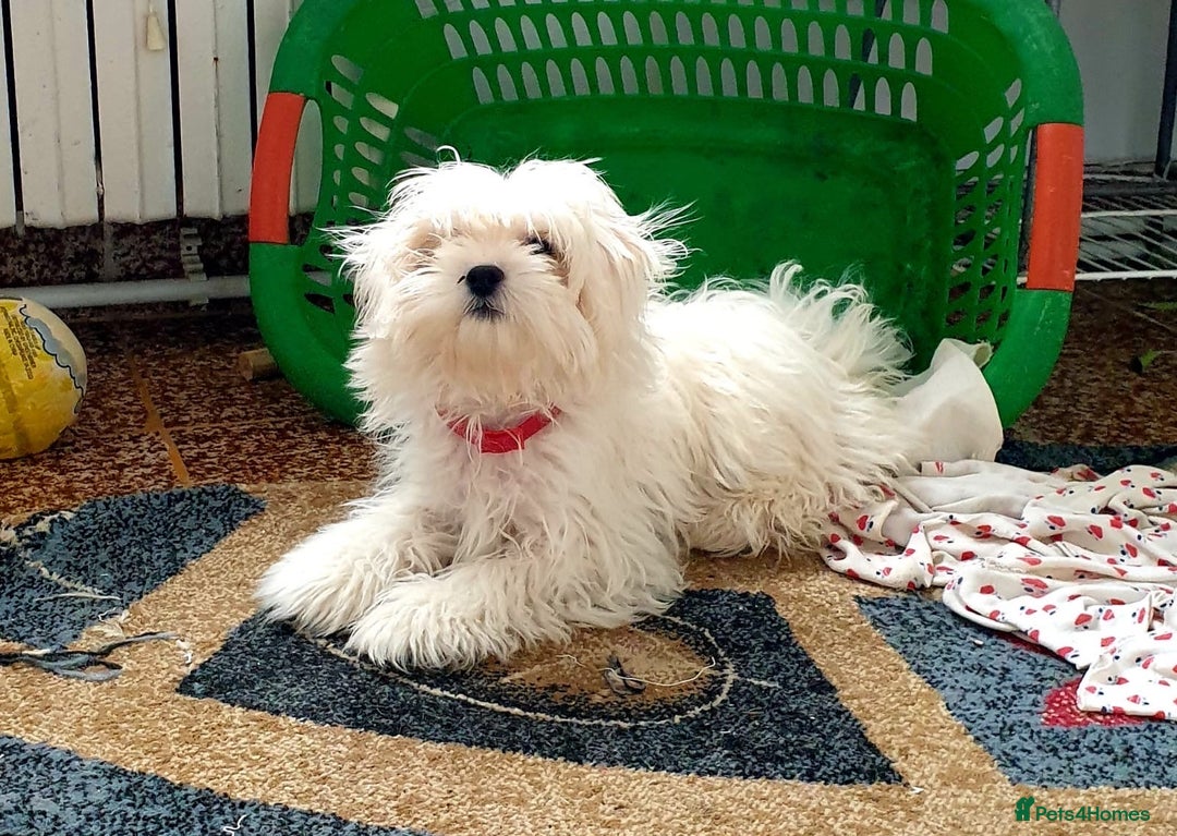 Maltipoo dogs for sale: Beautiful Korean Maltipoo Puppies–3 Girls &2 Boys  - Advert 3