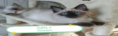 Gwen