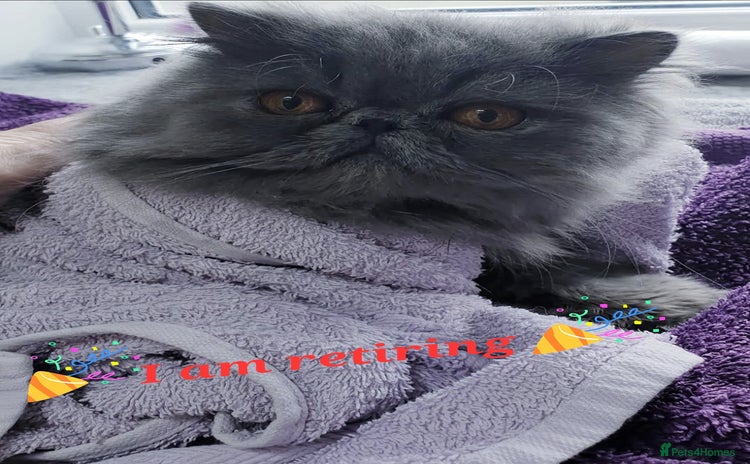 Persian cats - Advert 9