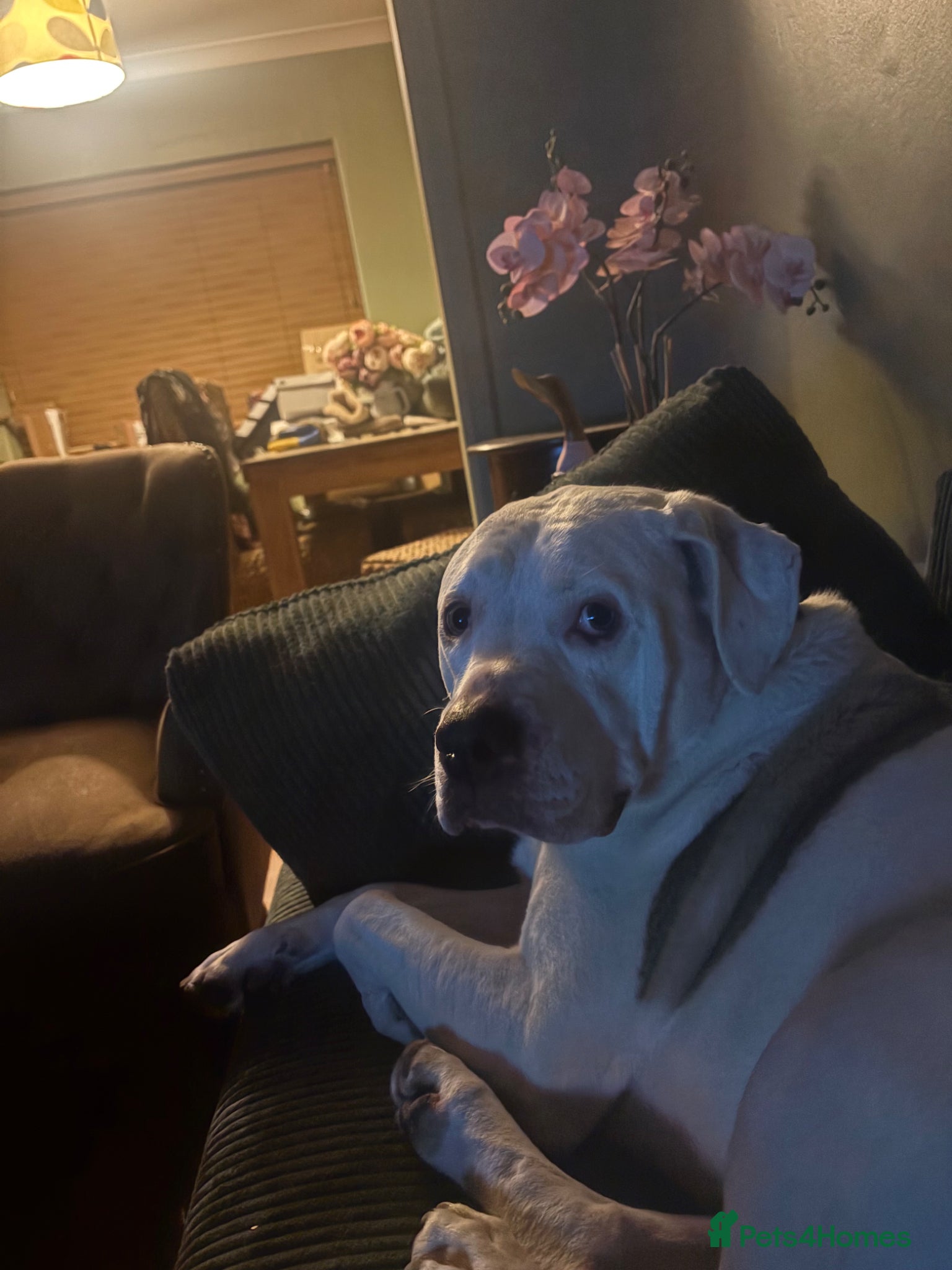 Mixed Breed dogs Bully mix for rehoming - Advert 6