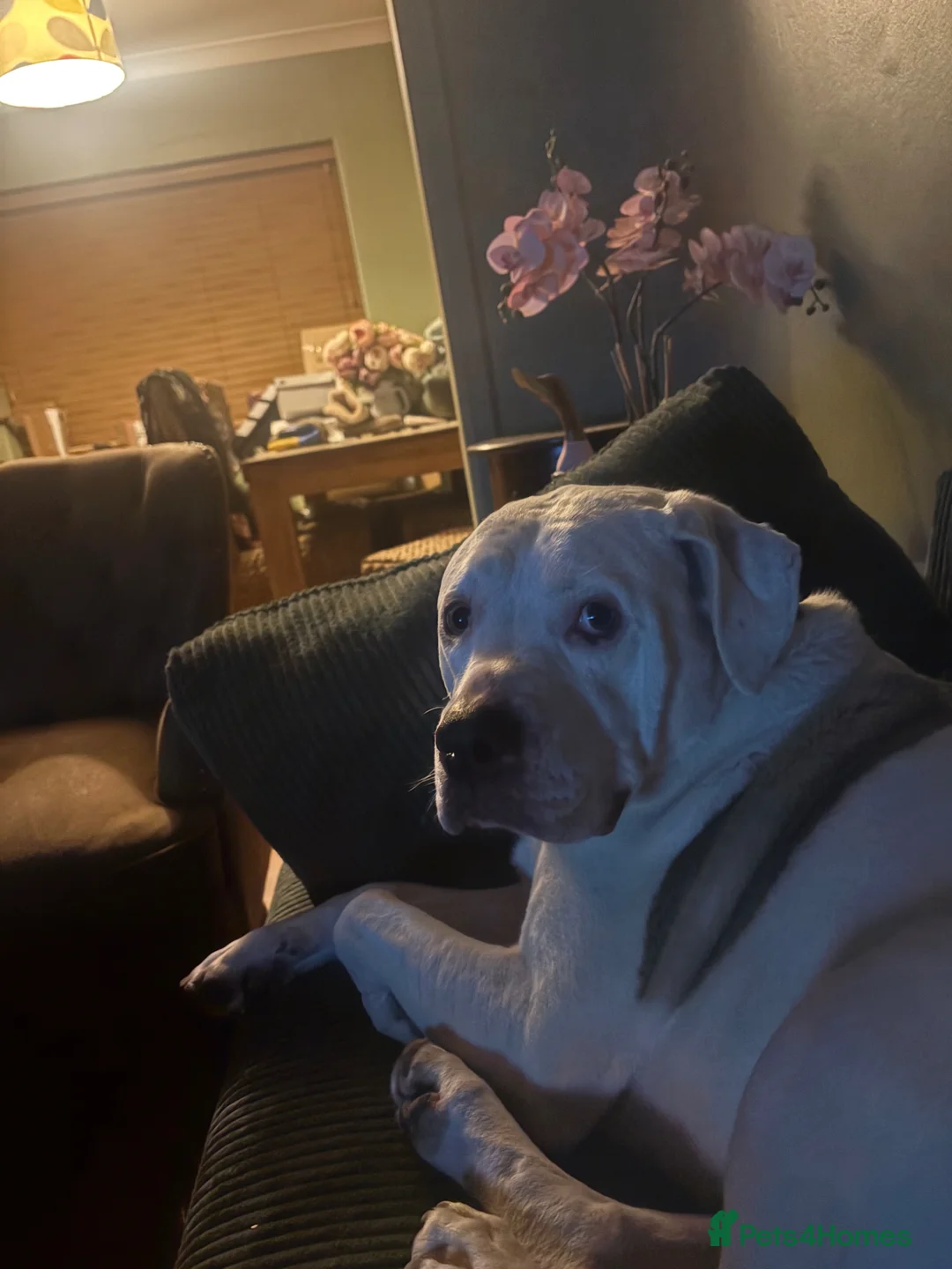 Mixed Breed dogs for sale: Bully mix for rehoming in Newton Aycliffe - Advert 1