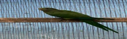 Parrots birds for sale: Barraband parrot  in Canterbury - Advert 2