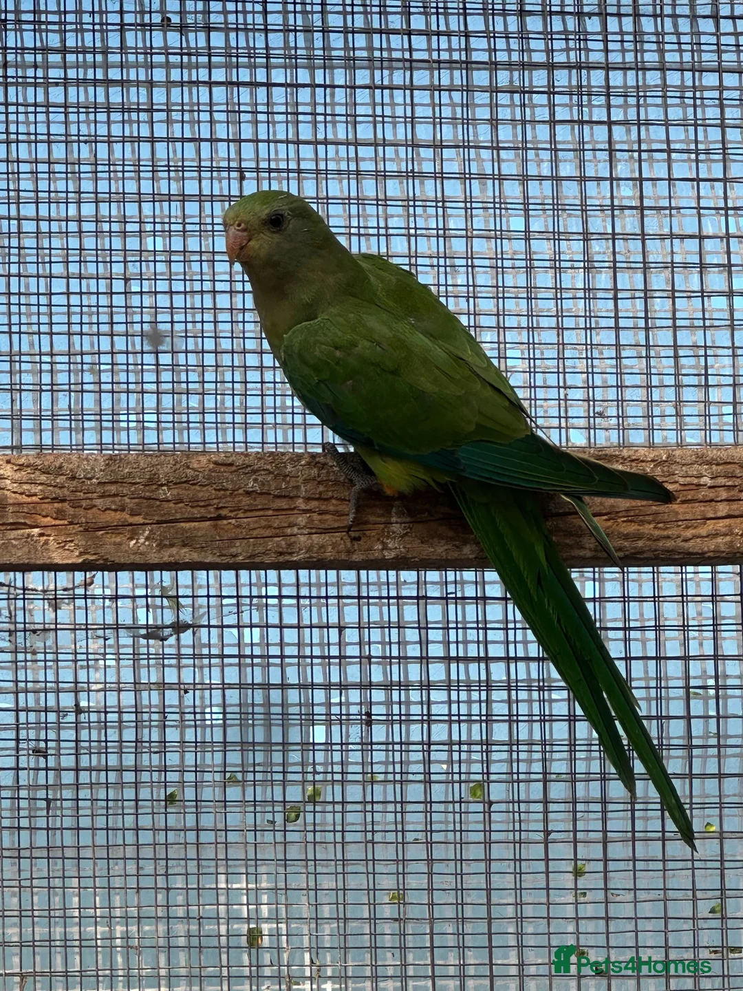 Parrots birds for sale: Barraband parrot  in Canterbury - Advert 2