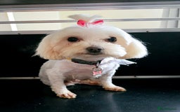 Maltese dogs for sale: ✨️Tiny Maltese. Only 2 boys and 1 girl left✨️ - Image 12