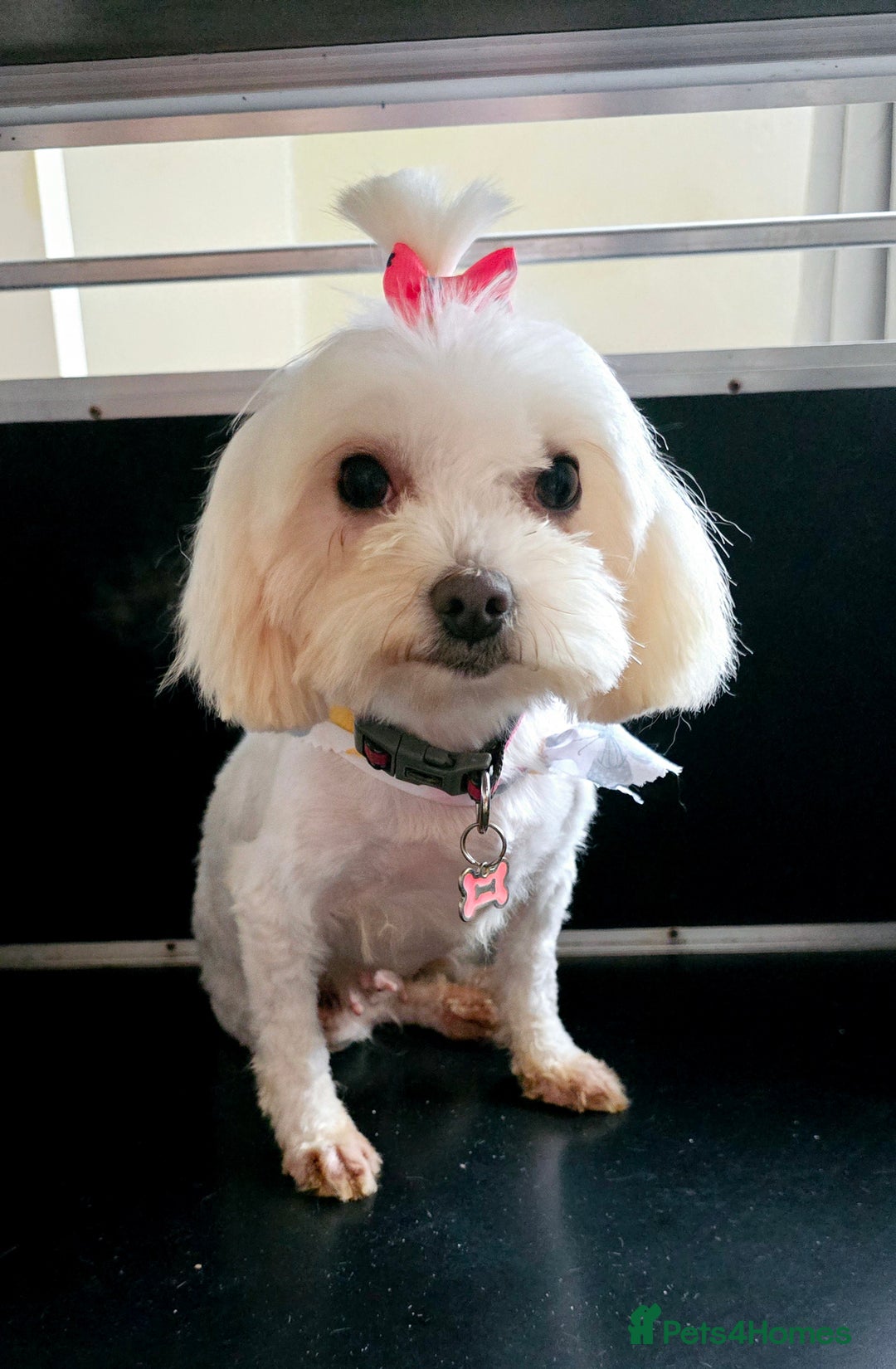 Maltese dogs for sale: ✨️Tiny Maltese. Only 2 boys and 1 girl left✨️ - Image 12