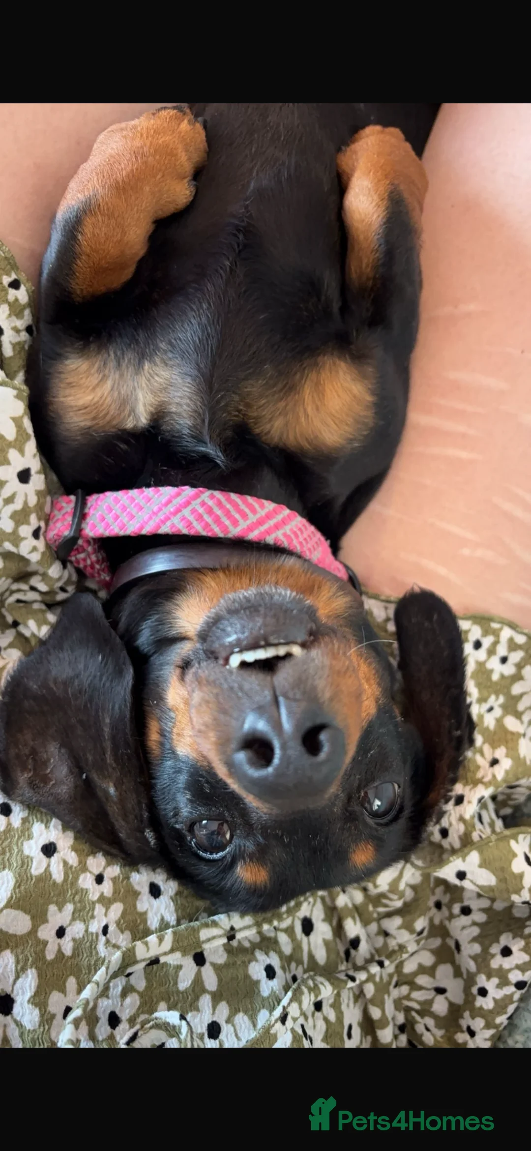 Miniature Dachshund dogs for sale: Pippa - Advert 2