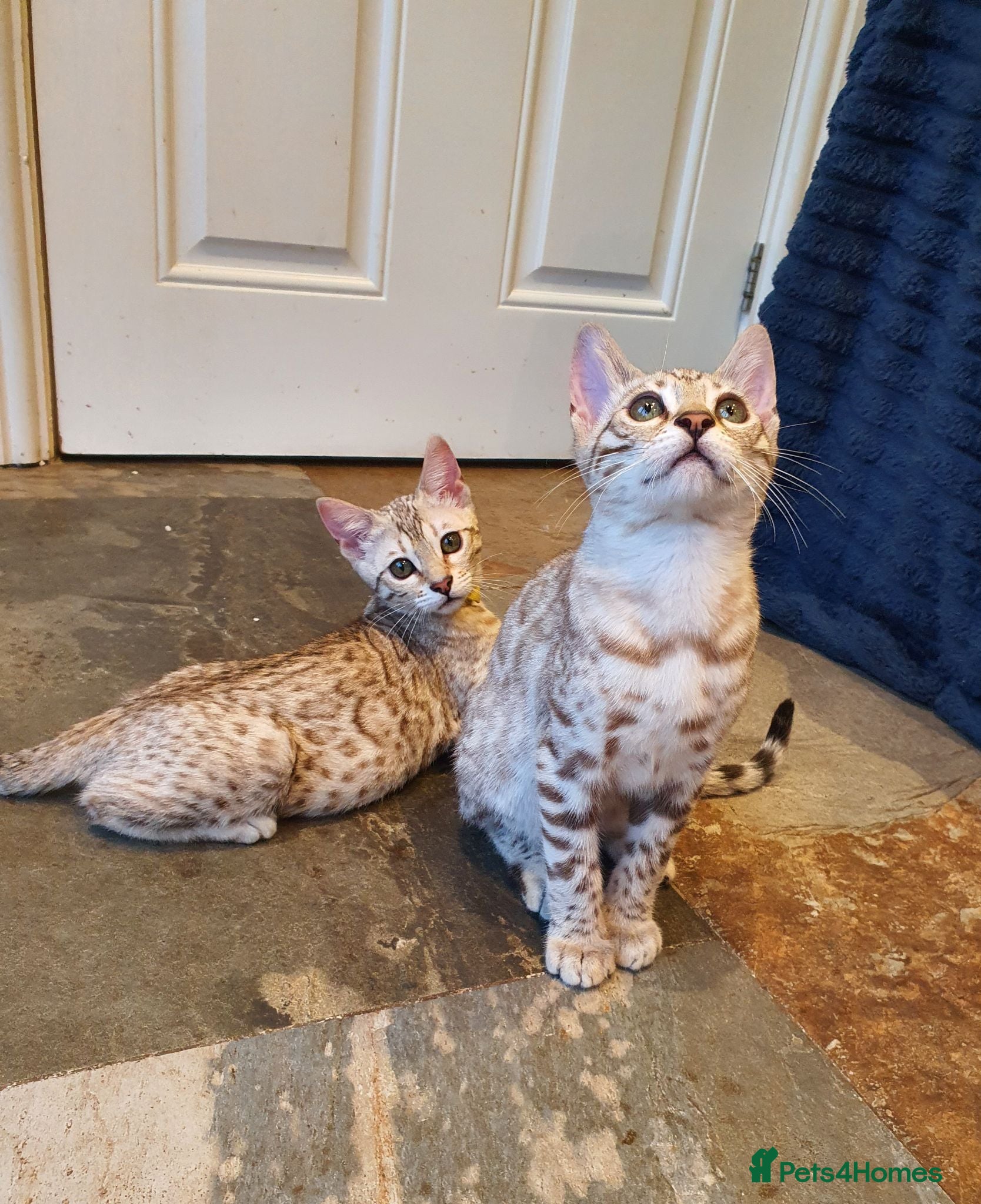 Bengal cats for sale: 🐆💕Very Beautiful Tica Registered Bengal Kittens. - Advert 2