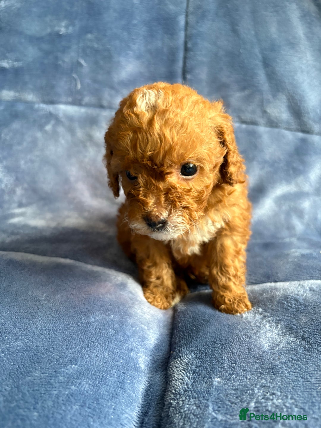 Cavapoo dogs for sale: Gorgeous cavapoo puppys - Image 9