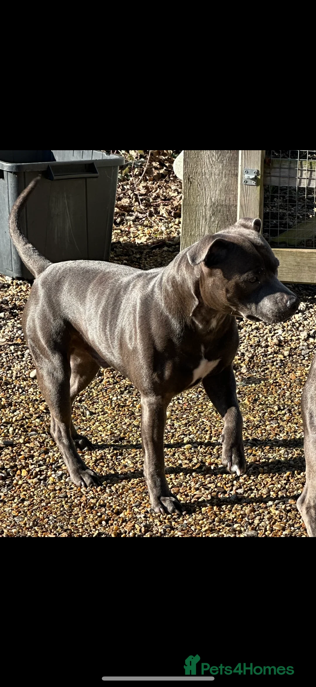 Staffordshire Bull Terrier dogs for stud: Stud offered- Blue Staffordshire Bull Terrier Stud in Wickford - Advert 10