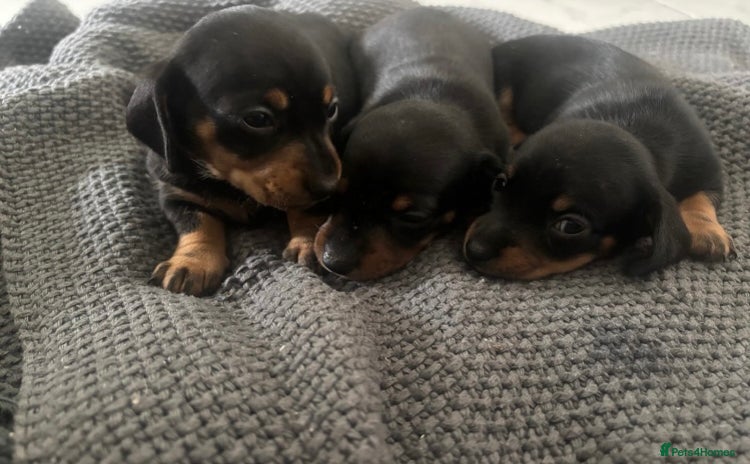Miniature Dachshund dogs - Advert 15