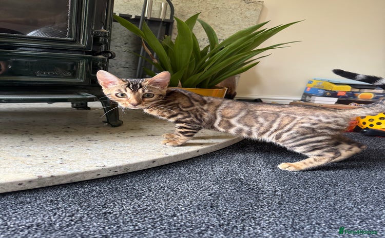 Bengal cats in Newark - Advert 4