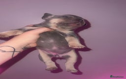 French Bulldog dogs for sale: French Bulldog Puppies  - Image 22