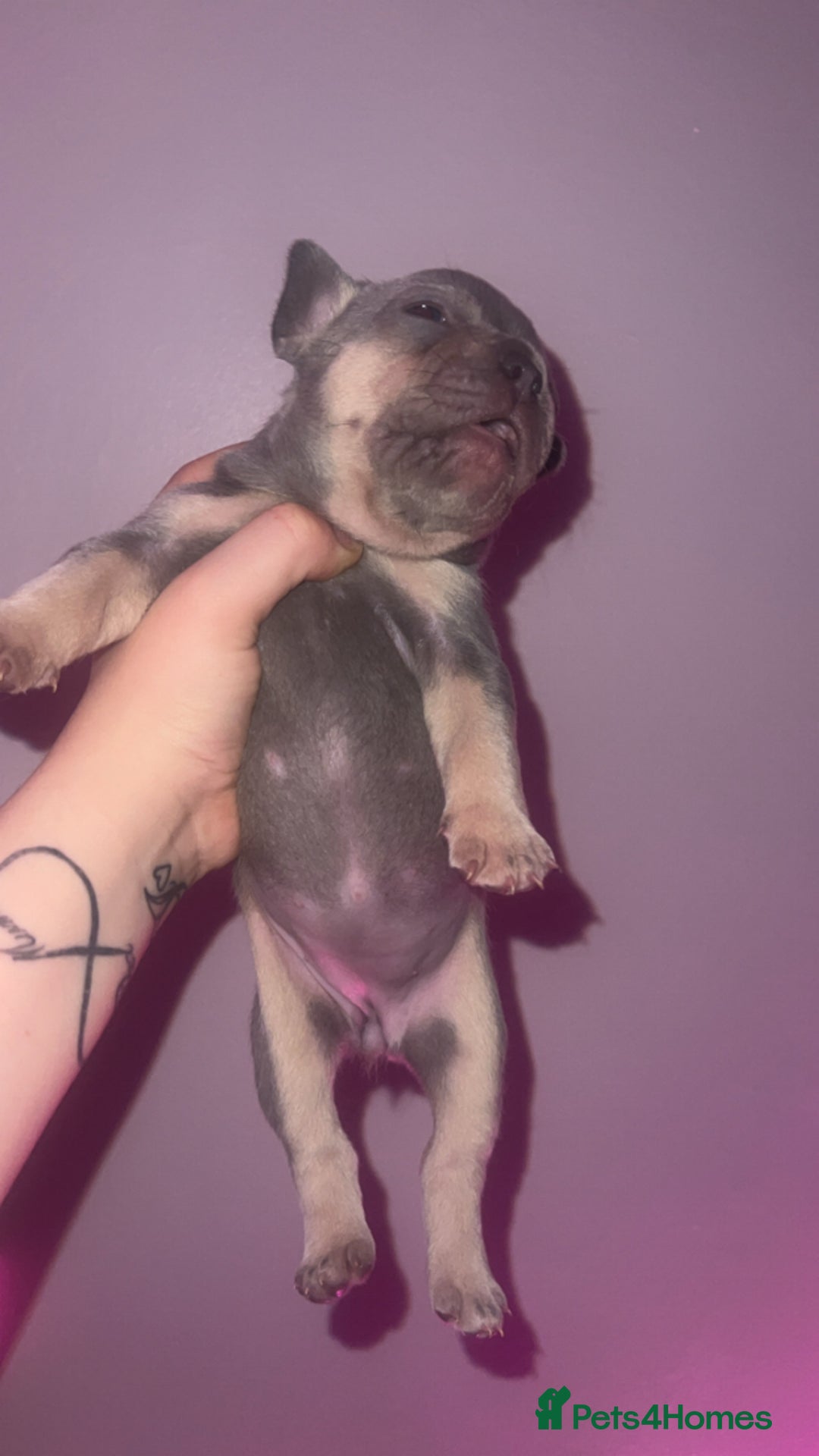 French Bulldog dogs for sale: French Bulldog Puppies  - Image 22