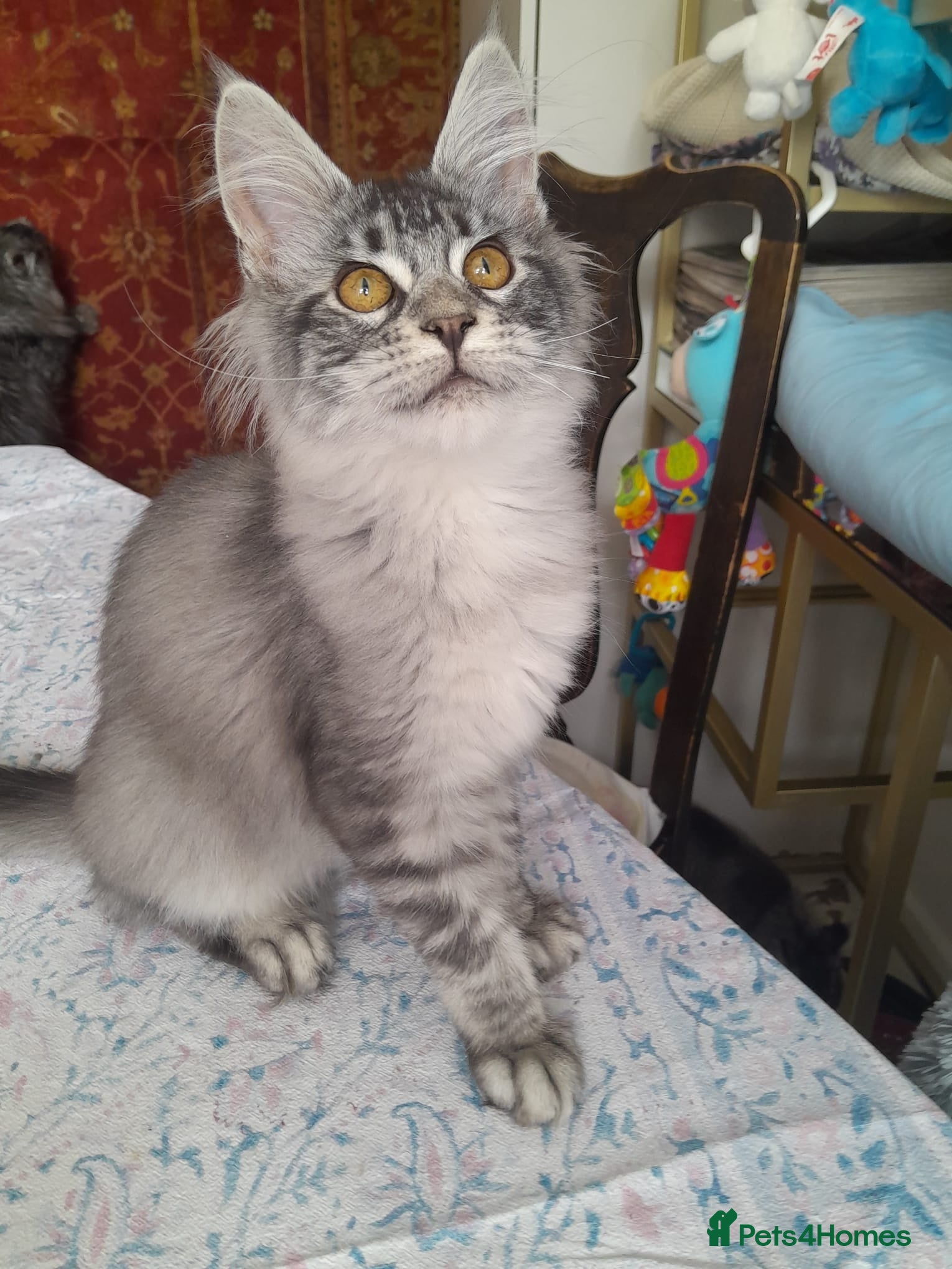 Maine Coon cats Black silver ticked gilrs&boys TICA maine coons - Advert 2