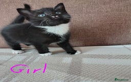 Mixed Breed cats for sale: 5 adorable kittens  - Image 7