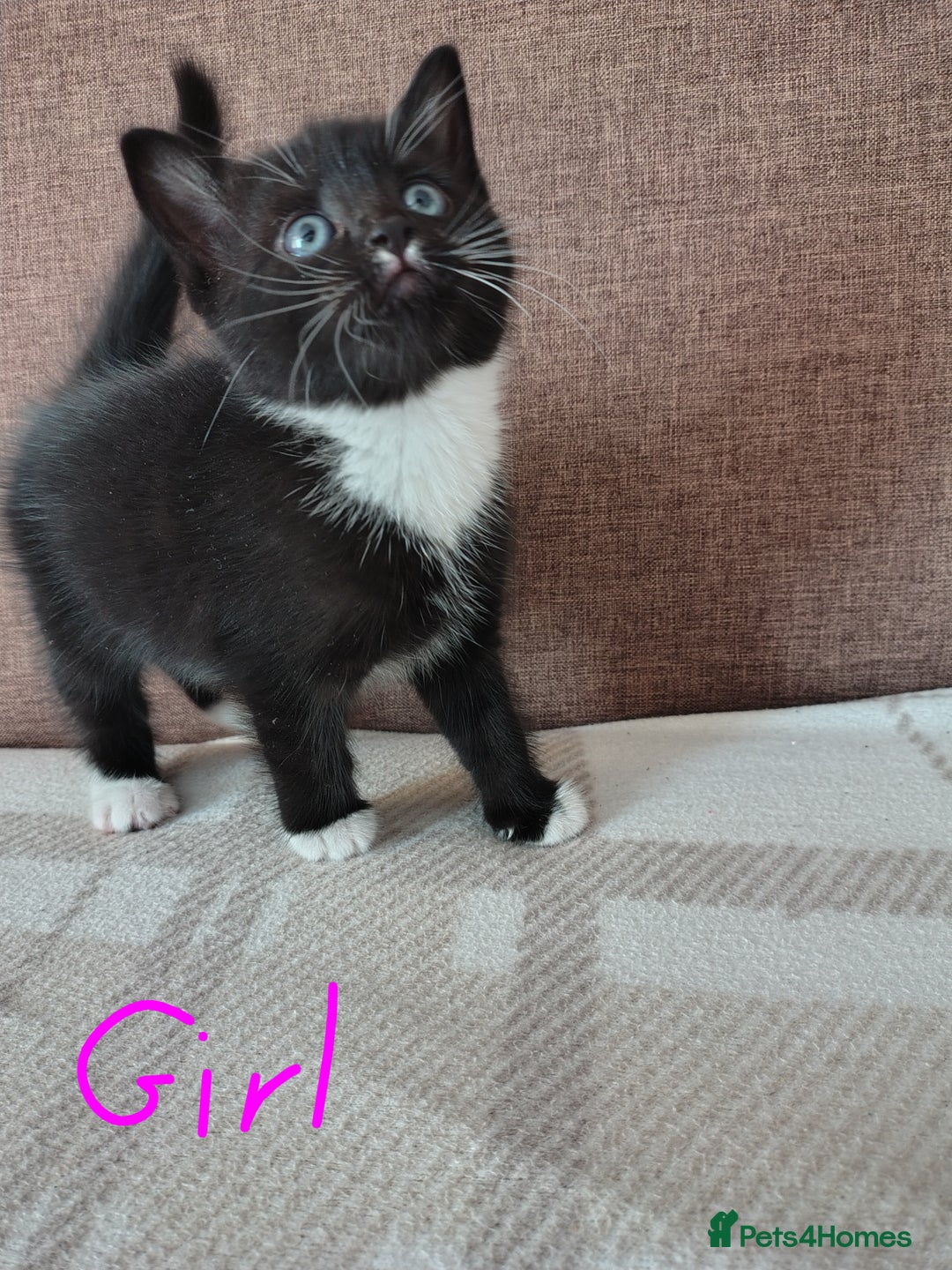 Mixed Breed cats for sale: 5 adorable kittens  - Image 7