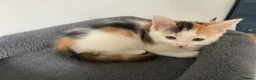 Mixed Breed cats for sale: 2 female kittens available  in Uckfield - Advert 4