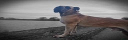 Great Dane dogs for stud: PROVEN Fawn Great dane for stud in Northampton - Advert 14