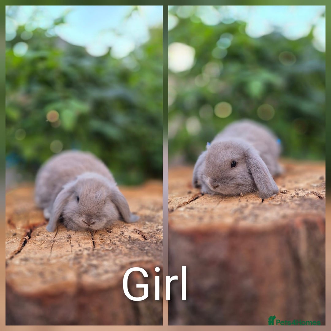 Mini Lop rabbits for sale: Three gorgeous mini lop bunnies for sale sale - Image 4