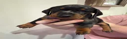 Dachshund dogs for sale: 6 Dachshund beautiful puppies for sale - Advert 2