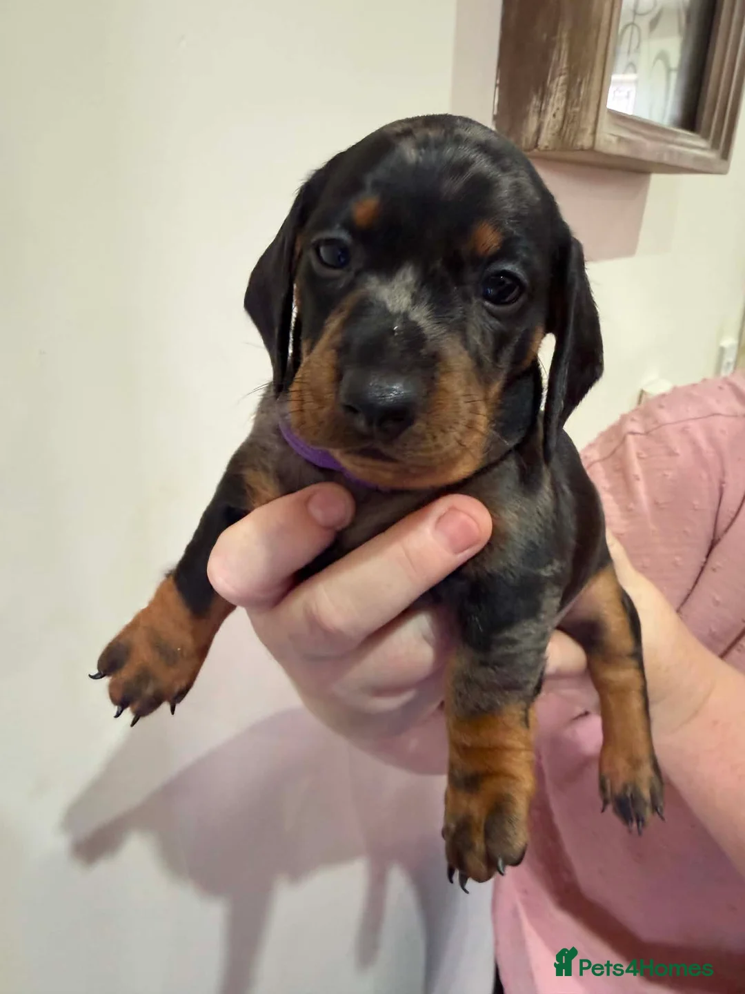 Dachshund dogs for sale: 6 Dachshund beautiful puppies for sale - Advert 2